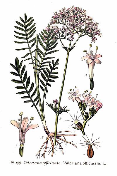 400px-156_Valeriana_officinalis_L